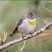 Virginia's Warbler